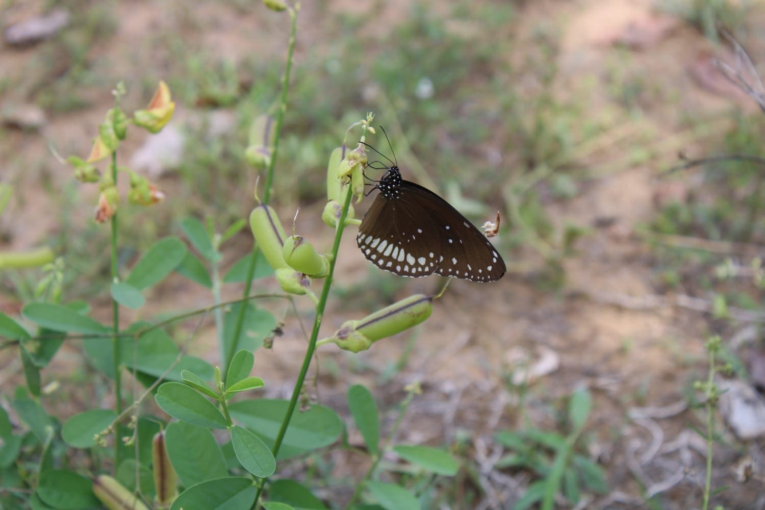 Poompuhar College (Autonomous), Melaiyur